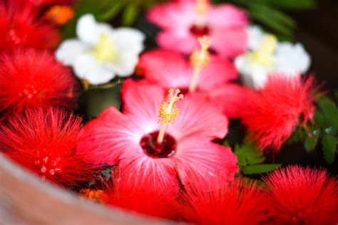 Samoan Flowers Images Free Download On Freepik