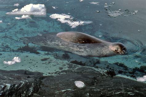 Weddell Seal Adaptations