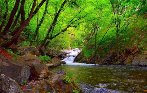 River In The Forest Wallpapers Wallpaper Cave