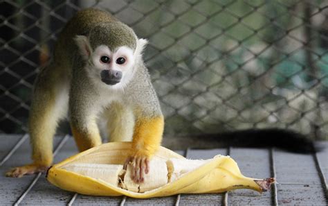 Zoo bans monkeys from eating bananas as it's 'equivalent to giving them cake' - World News