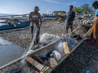 HASIL TANGKAPAN IKAN PARI MENINGKAT ANTARA Foto