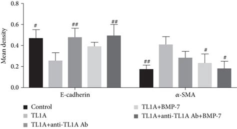 Inhibition of TL1A in intestinal epithelial cells in vitro using ...