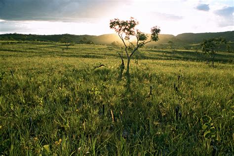 conserving  cerrado  brazil lets offer compelling incentives