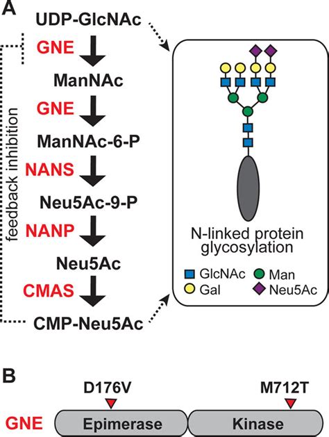 Gne Is A Key Regulator Of Sialic Acid Production A Gne Catalyzes Two