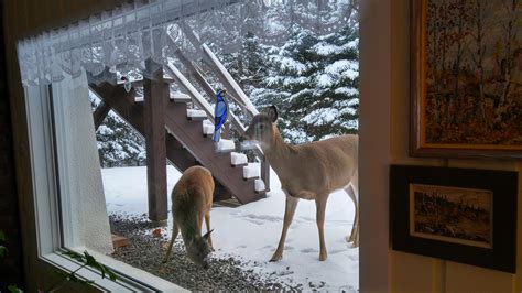 Do Deer Eat Apples 9