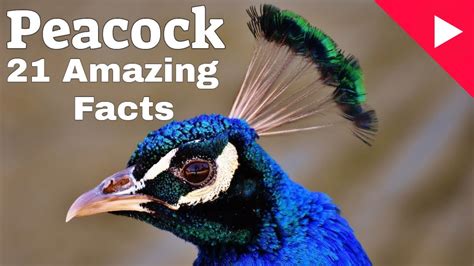 21 Interesting Facts About Peacocks Peafowlfacts Youtube