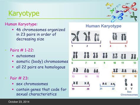 Ppt Sex Determination Nondisjunction Disorders Powerpoint Presentation Id