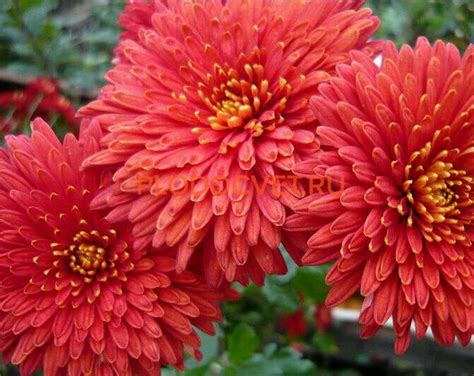 Хризантема корейская Шапка Мономаха - Хризантемы, астры, мята и ...