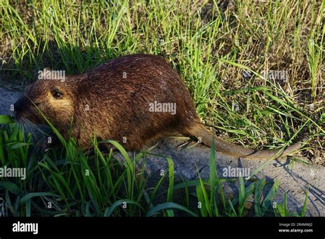 Giant Rat After The Ravenna Flood Stock Photo Alamy