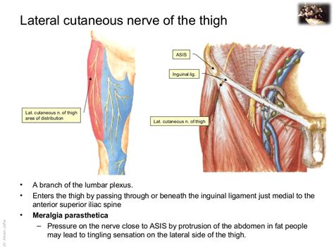 Applied anatomy lateral femoral cutaneous nerve injury