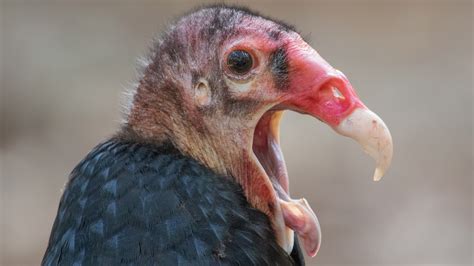 turkey vulture  bird  vomits acid    feet  poops