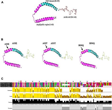 Frontiers | “Janus-Faced” α-Synuclein: Role in Parkinson’s Disease