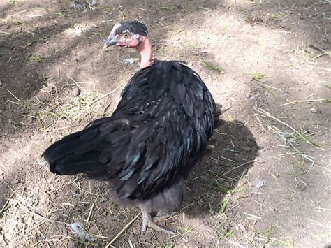 Naked Necks Standard Heritage Large Fowl Page Backyard Chickens Learn How To Raise
