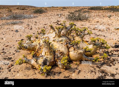 Welwitschia Welwitschia Mirabilis Dombe Grande Namibe Angola