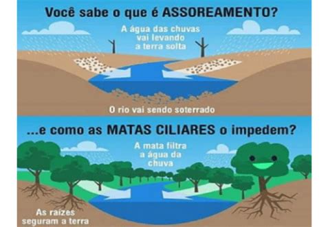 Como Evitar O Assoreamento - Assoreamento e Mata Ciliar: causas e consequências - Ambiento