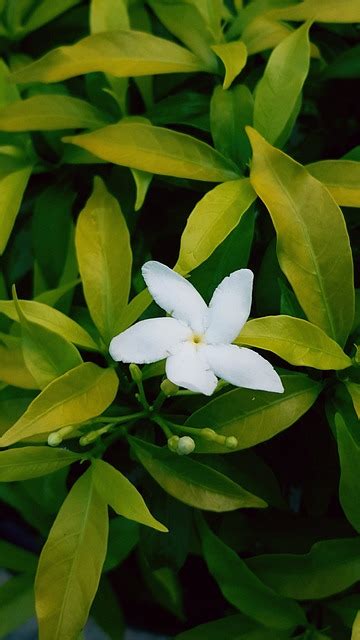 jasmin indonesisch kostenloses foto auf pixabay