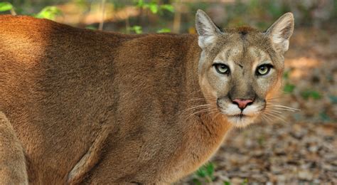 Save The Florida Panther Florida Panther Florida Panther Animal Panther