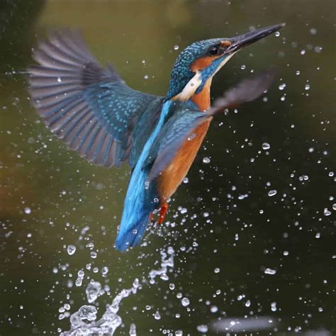 water birds kingfisher amazoncom earth sky water poster birds