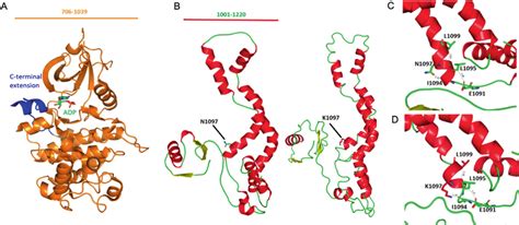 Homology modeling of CDK13. a The crystal structure of kinase domain ... 