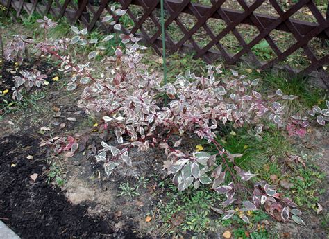 Дерен Сибирика Вариегата (72 фото) » НА ДАЧЕ ФОТО