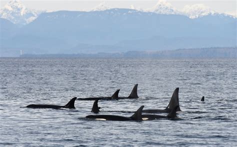 A Killer Reveal Innovative Methods Help Researchers Determine Whale Sex Ocean Wise