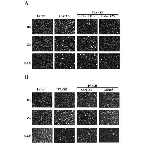 Indirect Immunofluorescence Analysis Of The Inhibitory Effects Of Eeap