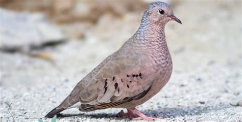 9 Types Of Birds Found On Aruba Common Bird Watching Hq