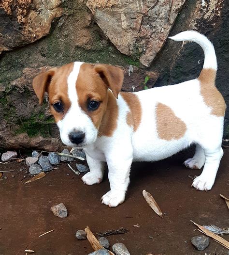 Jack Russell Terrier Puppies Everything You Need To Know 44 Off