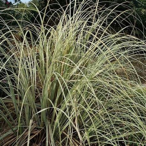 Herbe De La Pampa Panach Cortaderia Gardencenter Ch