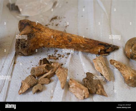 human remains high resolution stock photography  images alamy