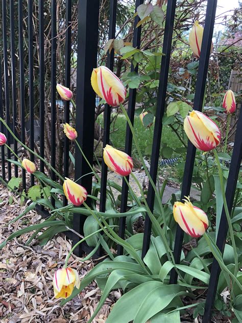 I keep my tulips in jail : r/gardening