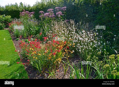 Colourful Flower Border With Attractive Mixed Planting With Eupatorium