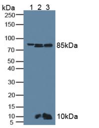 Catenin Antibody