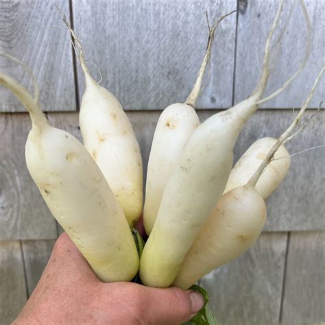 White Icicle Radish Revival Seeds
