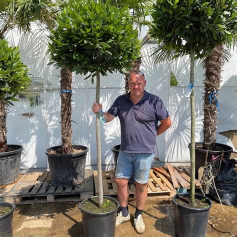 Buy Large Full Standard Baytrees Online Delivery By Charellagardens