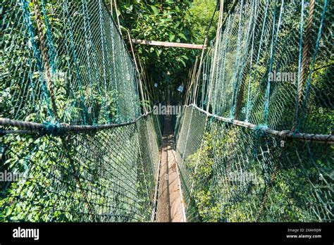 Pahang Malaysia May Tourists Enjoying Canopy Walkway In