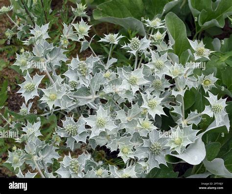 Stranddistel Eryngium Maritimum Ist Eine Distelart Die Im Sand In