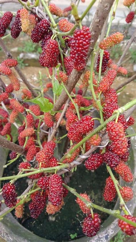 Tanam Pokok Mulberry Ikut Kaedah Ini Sangat Mudah Confirm Buah Lebat