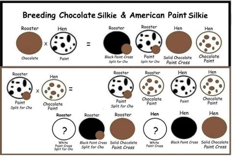 Chocolate Silkie Breeding Chart Artofit