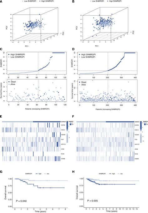 Shared Sex Hormone Metabolism Related Gene Prognostic Index Between Breast And Endometrial