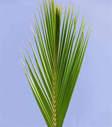leaf palm images search images  everypixel