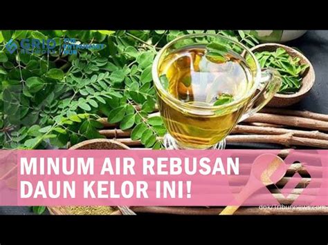 Temukan Manfaat Minum Rebusan Daun Kelor Yang Jarang Diketahui Solider