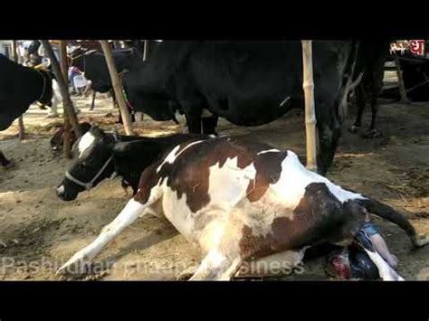 Cow Baby Born Cow Giving Birth Baby Baby Calf Being Born