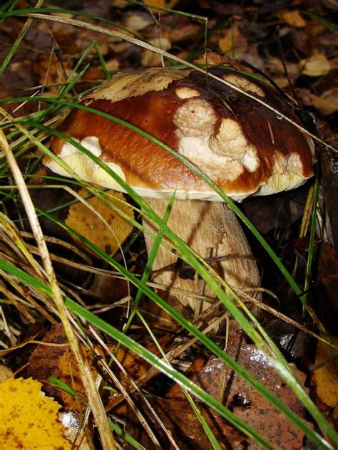 White Mushroom In Forest Porcino Bolete Boletus White Mushroom On