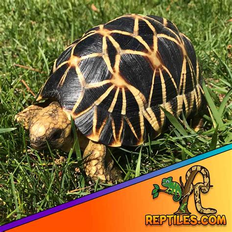 Burmese Star Tortoise