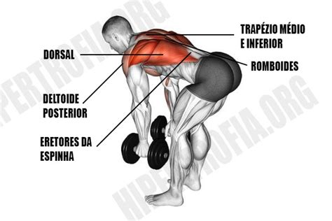 Remada Curvada Com Halteres Execução Músculos Usados E Dicas