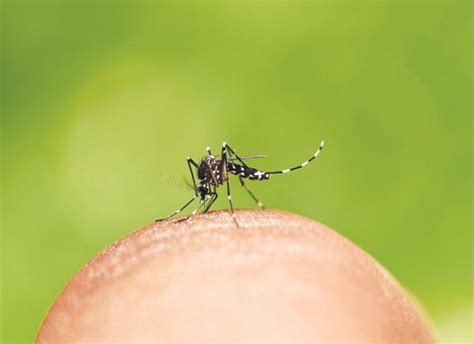 GDF mobiliza órgãos para combate à dengue no Guará Jornal do Guará