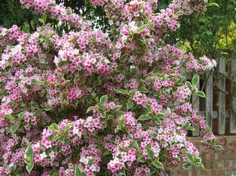 Variegated Weigela Requirements