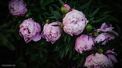 Free Wallpaper For Your Phone Computer Moody Peonies The DIY Mommy