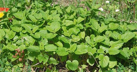 How To Grow Lemon Balm Gardeners Path